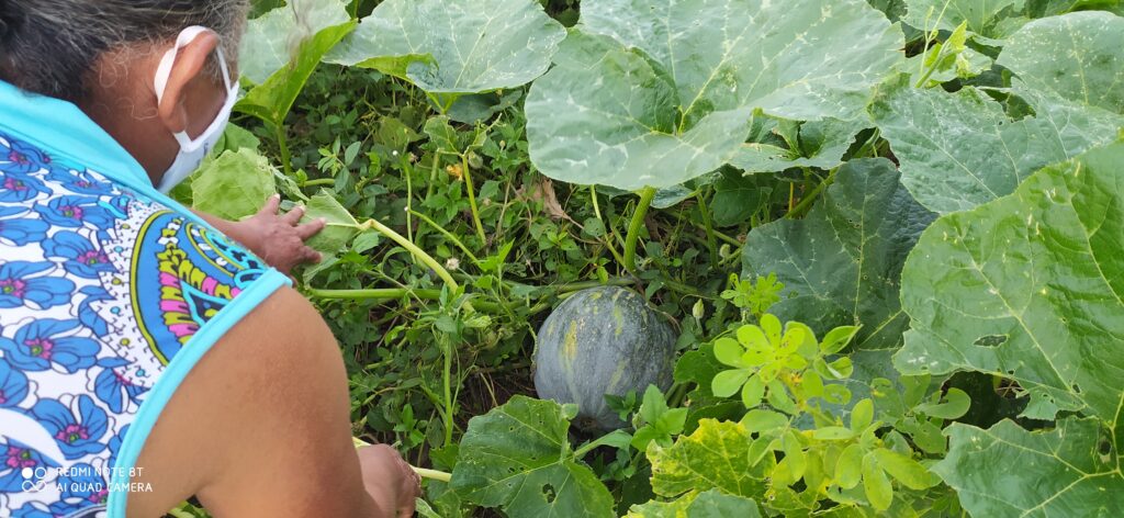 Capacitação e Apoio à Organização da Produção e Comercialização de Empreendimentos Econômicos da Agricultura Familiar